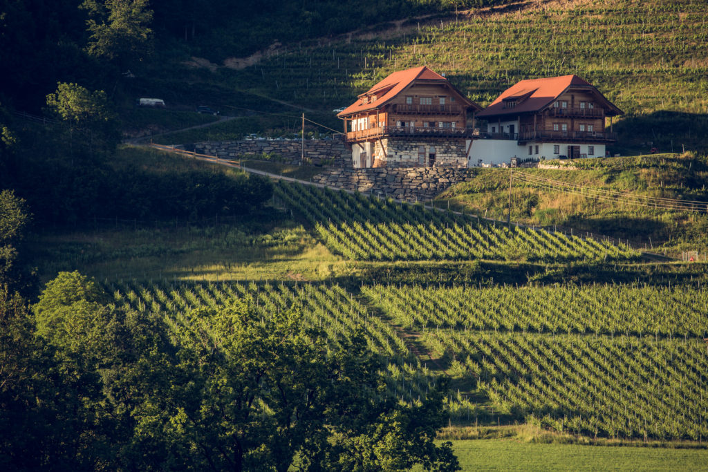 Weine aus Kärnten am Weingut Karnburg