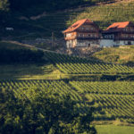 Weine aus Kärnten am Weingut Karnburg