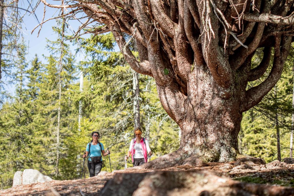 Wandern im Urlaubsziel Kärnten