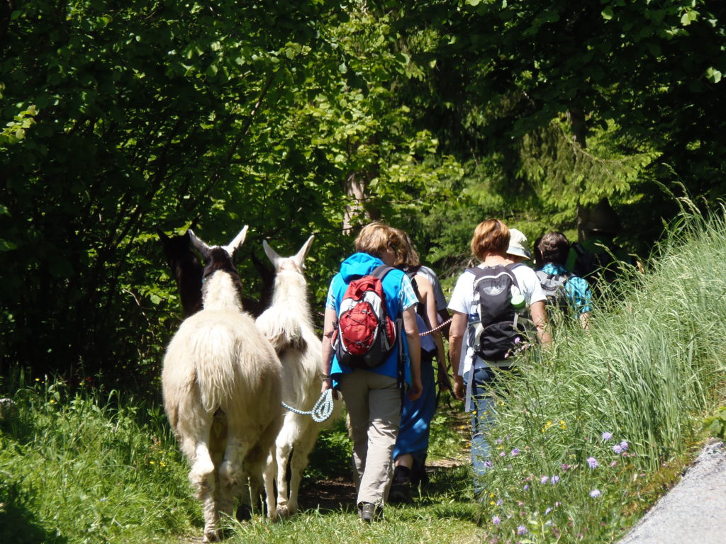 Wandern mit Lamas nach St. Oswald