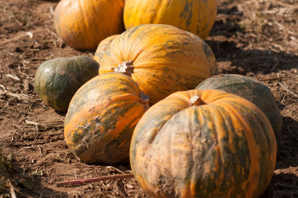 Knappengut – Familie Schebath - Kürbisse