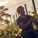 Weingut Karnburg - Prüfen der Reben