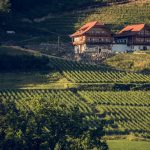 Weingut Karnburg - Weinberg