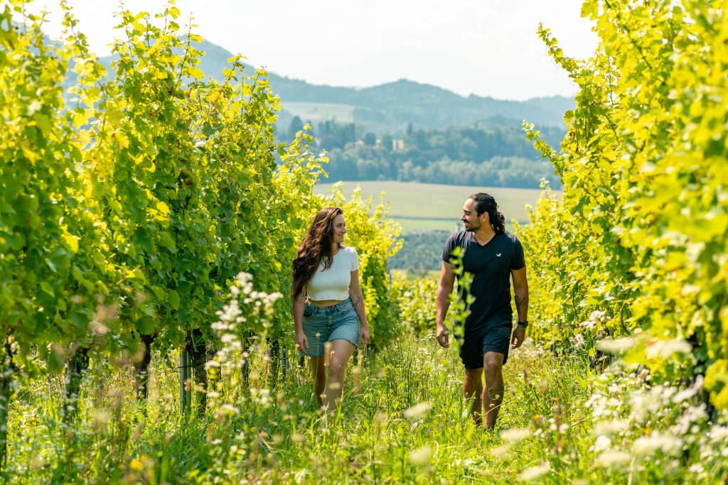 Vinum Virunum - Pärchen spaziert durch die Weinreben