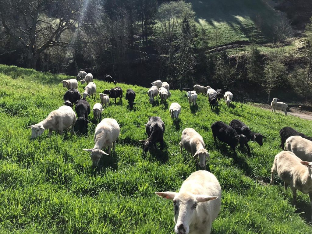 Tiere am Steinerhof