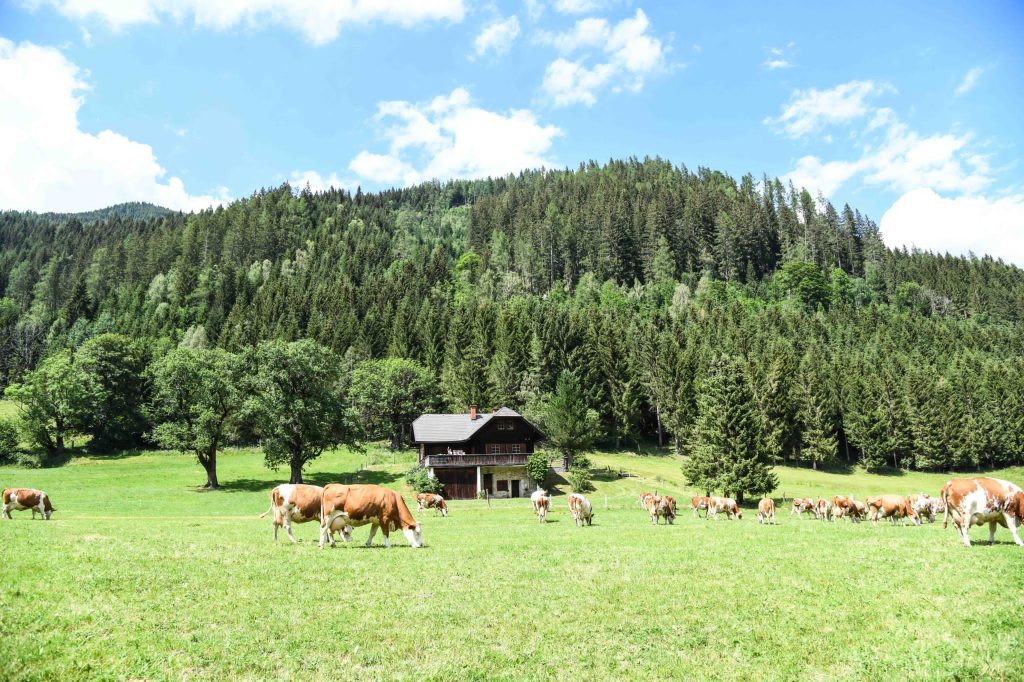 Tiere am Gullyhof in Metnitz