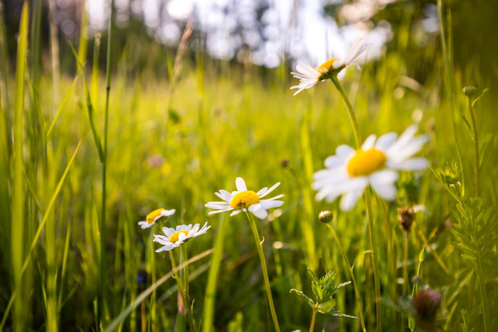 Blume auf der Wiese