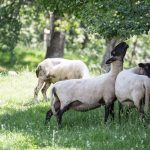Tiere auf der Weide