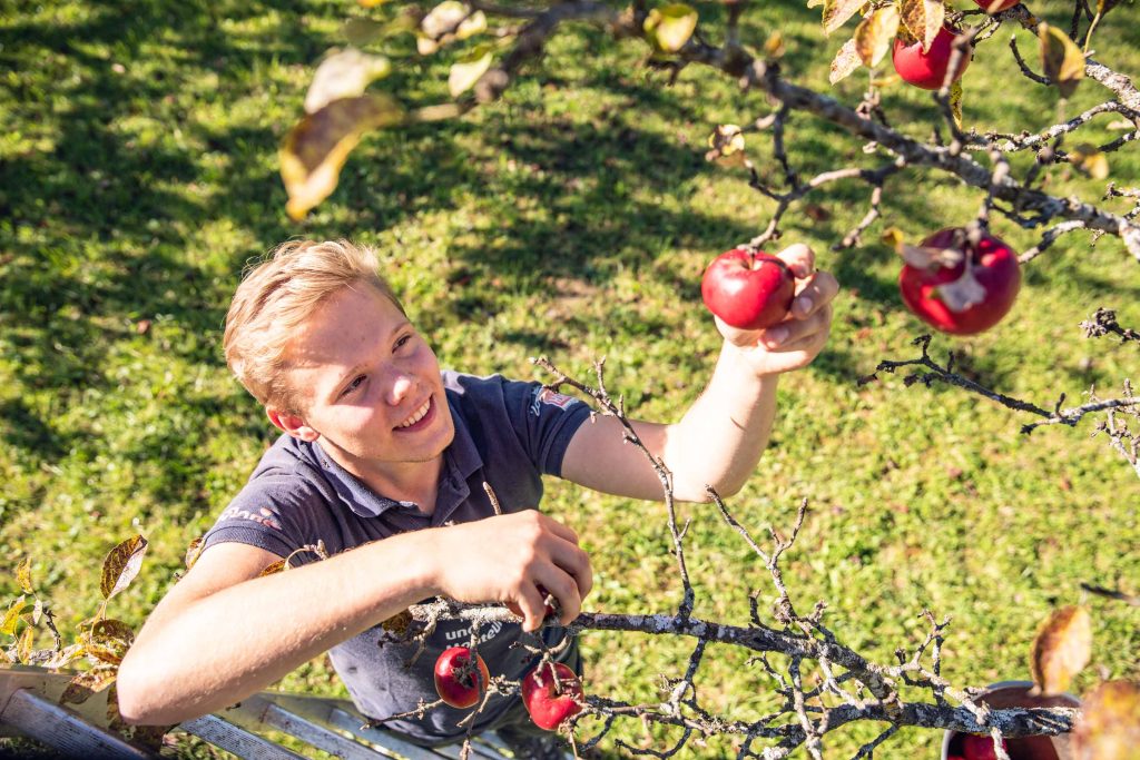 Obst per Hand gepflückt