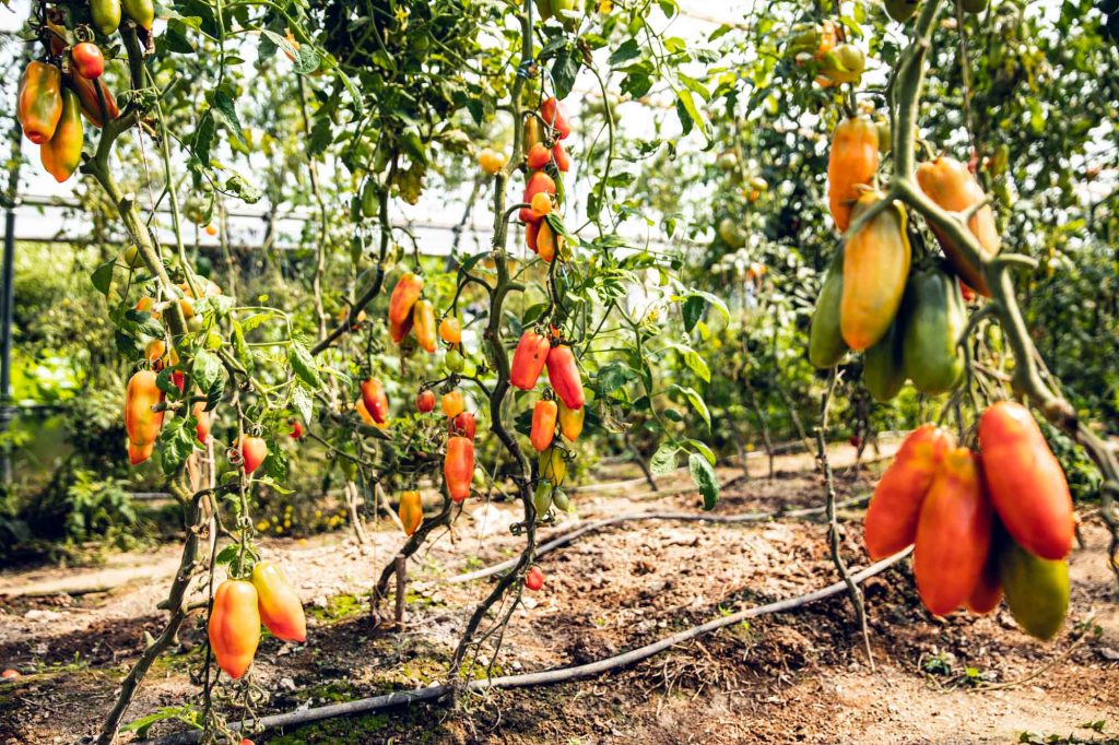 Frische Kräuter aus dem Garten