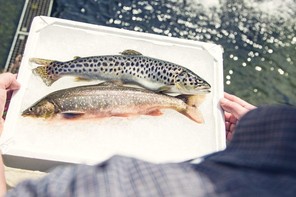 Frischer Fisch am Fischereibetrieb Payr