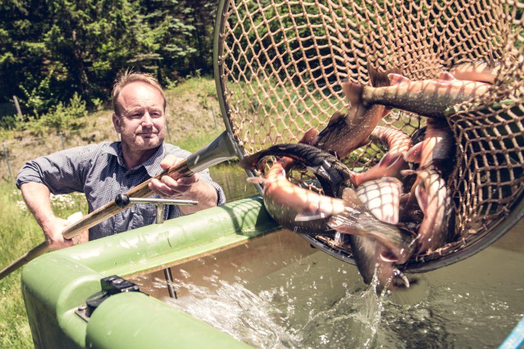 Fische fangen